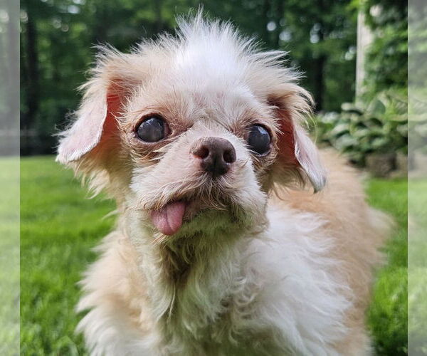 Medium Photo #2 Shih Tzu-Unknown Mix Puppy For Sale in Cuba, NY, USA