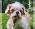 Small #1 Shih Tzu Mix