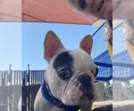 Small #1 French Bulldog Mix