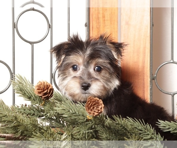 Medium Photo #2 Morkie Puppy For Sale in NAPLES, FL, USA