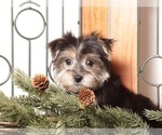 Small #1 Morkie