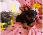 Small #1 Rottweiler