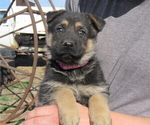 German Shepherd Dog Puppy for sale in COLUMBUS, NE, USA