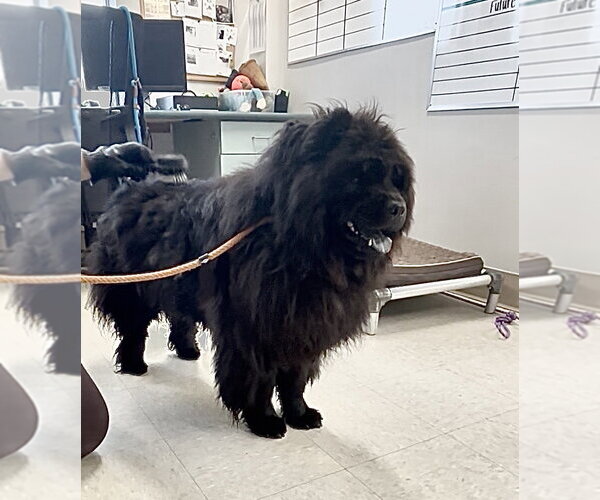 Medium Photo #2 Chow Chow Puppy For Sale in Prescott, Ontario, Canada