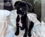 Small #4 Labrador Retriever Mix
