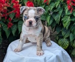 Small #1 Faux Frenchbo Bulldog