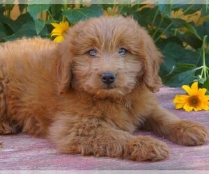 Goldendoodle (Miniature) Puppy for sale in WITHEE, WI, USA