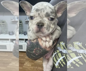 French Bulldog Puppy for Sale in CHERRY VALLEY, California USA