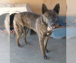 Small Border Collie Mix