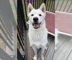 Small Siberian Husky Mix