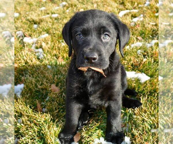 Medium Photo #6 Labrador Retriever Puppy For Sale in FORT COLLINS, CO, USA