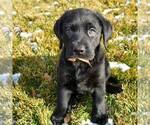 Small #5 Labrador Retriever