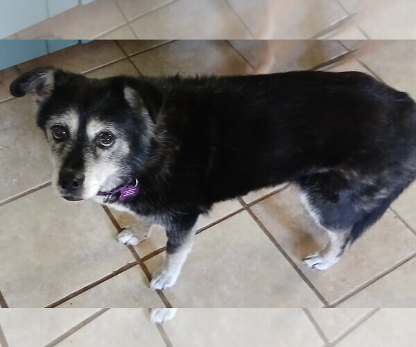 Medium Photo #5 Border Collie-Unknown Mix Puppy For Sale in Newfoundland, PA, USA