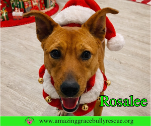 Rosalee - Female Chow Chow-Unknown Mix Dog for Adoption - Photo #5