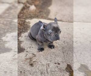 French Bulldog Dogs for adoption in Glen Haven, WI, USA