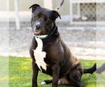 Small #1 American Pit Bull Terrier-Labrador Retriever Mix