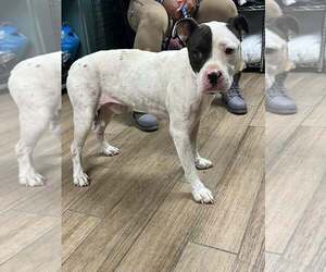 Marlowe - Male Mutt Dog for Adoption - Photo #2