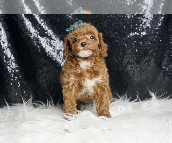 Medium Photo #76 Poodle (Miniature) Puppy For Sale in WARSAW, IN, USA