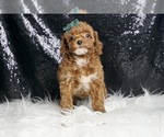 Puppy AKC Meatball Poodle (Miniature)