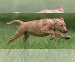 Small #7 Labrador Retriever