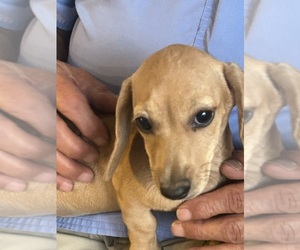 Dachshund Puppy for sale in WILEY, CO, USA