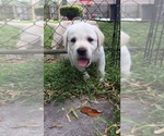 Small Photo #17 Labrador Retriever Puppy For Sale in ST PETERSBURG, FL, USA