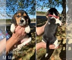 Puppy Lolas Red Beagle