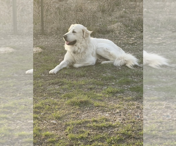 Medium Photo #1 Golden Retriever Puppy For Sale in WEATHERFORD, TX, USA