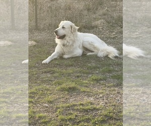 Father of the Golden Retriever puppies born on 07/13/2026