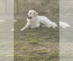 Small Photo #1 Golden Retriever Puppy For Sale in WEATHERFORD, TX, USA