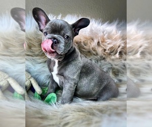 French Bulldog Puppy for sale in OJAI, CA, USA