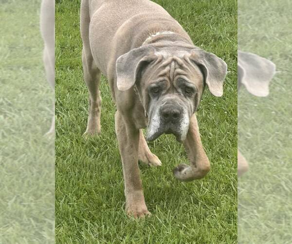 Medium Photo #3 Mutt Puppy For Sale in Jackson Township, NJ, USA