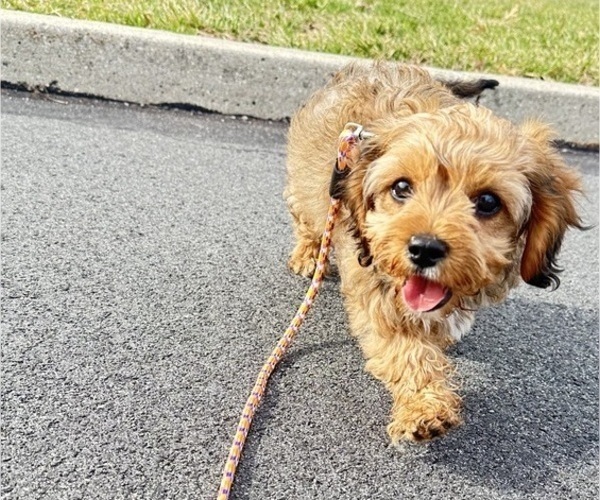 Medium Photo #1 Cavapoo (Miniature) Puppy For Sale in GILBERTSVILLE, PA, USA