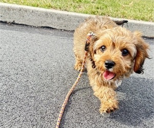 Cavapoo (Miniature) Puppy for sale in GILBERTSVILLE, PA, USA