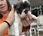 Small #4 French Bulldog