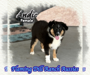 Miniature Australian Shepherd Puppy for sale in FORESTBURG, TX, USA
