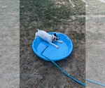 Small #2 Huskies  Mix