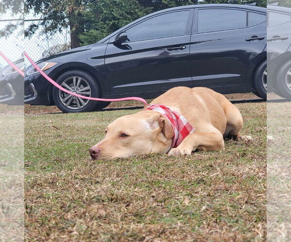 Medium Photo #2 Huskies -Labrador Retriever Mix Puppy For Sale in Orangeburg, SC, USA