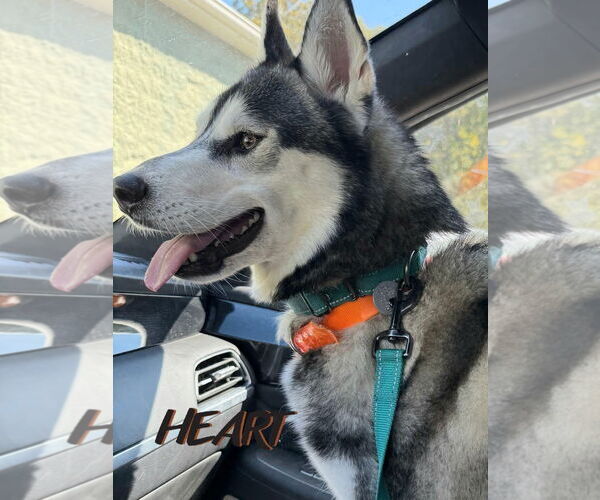 Medium Photo #1 Siberian Husky Puppy For Sale in Severn, MD, USA