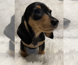 Dachshund Puppy for sale in SELAH, WA, USA