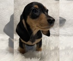 Small Photo #1 Dachshund Puppy For Sale in SELAH, WA, USA
