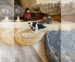 Small #8 Boston Terrier