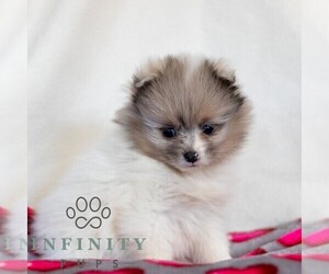 Pomeranian Puppy for sale in MANHEIM, PA, USA