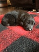 Small Photo #6 German Shepherd Dog Puppy For Sale in BIRMINGHAM, PA, USA