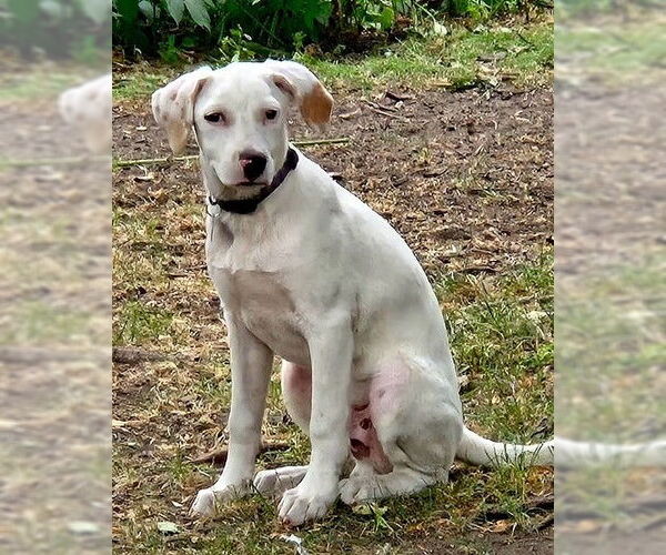 Medium Photo #4 Labrador Retriever-Unknown Mix Puppy For Sale in Genesee, WI, USA