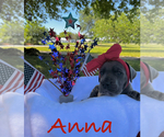 Puppy Anna Great Dane