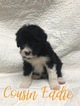 Small Photo #2 Bordoodle Puppy For Sale in CRESTON, OH, USA