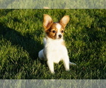 Small Photo #3 Papillon Puppy For Sale in FREDERICKSBURG, OH, USA