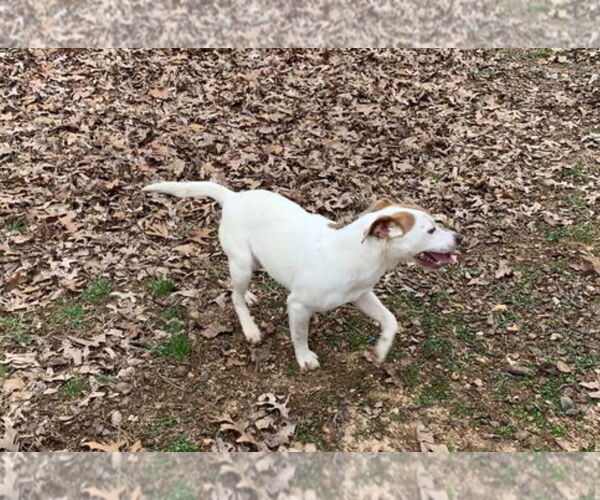 Medium Photo #3 Mutt Puppy For Sale in Harrison, AR, USA