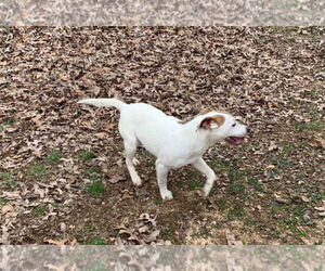 Colleen - Female Mutt Dog for Adoption - Photo #3